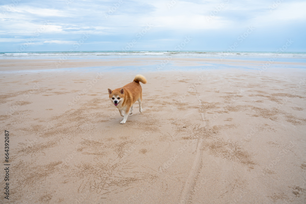 Old Dog walking on the beach. dog relaxing on sand beach. cute dog