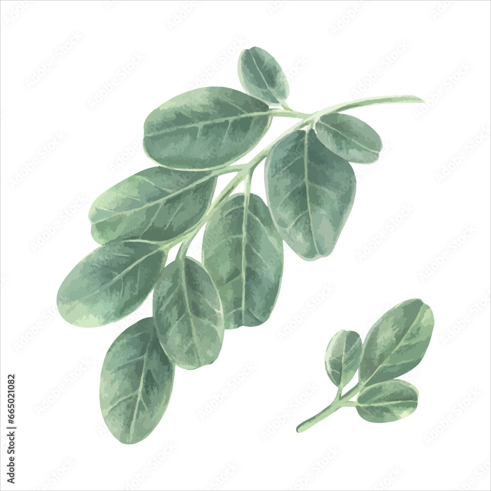 Green Leaves set vector illustration. Hand drawn graphic clip art on white isolated background. Watercolor drawing of moringa leaf. Painting of oleifera herb. Sketch of tropical plant