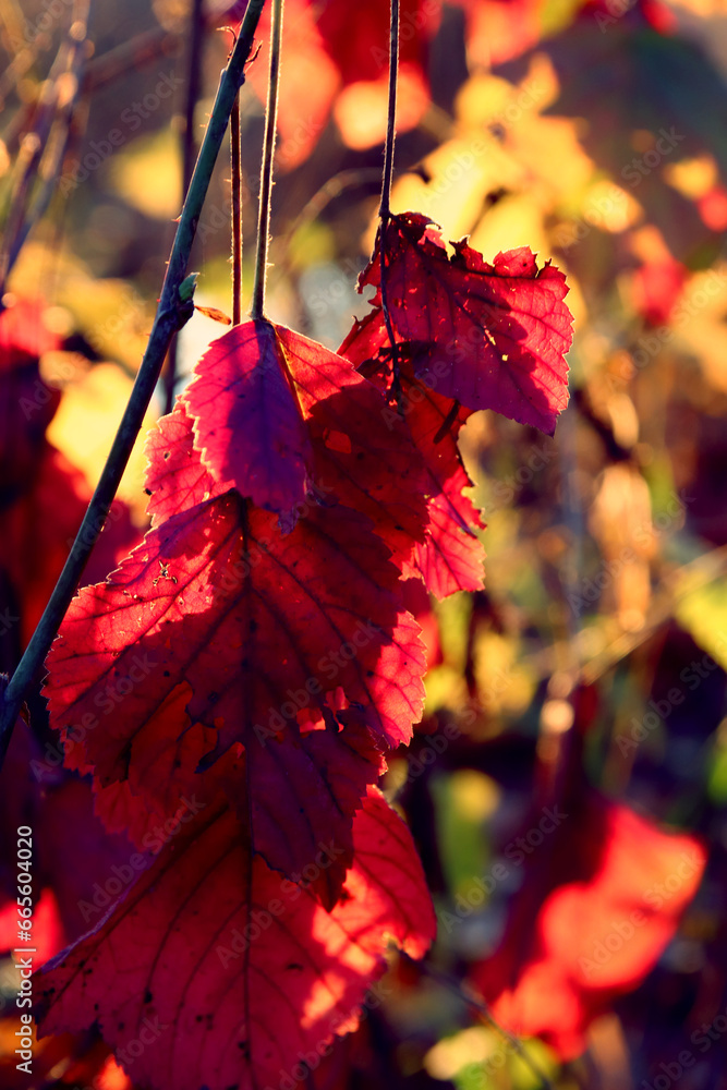 Beautiful maple leaves in autumn sunny day in foreground and blurry background.