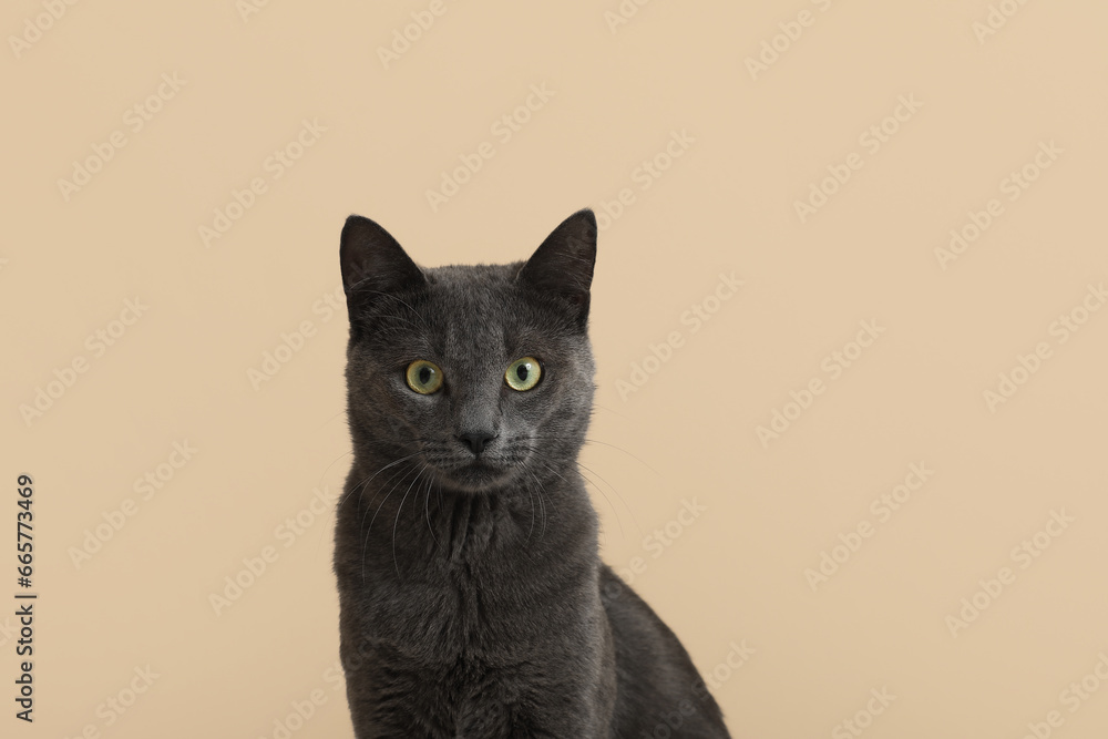 Cute British cat on beige background