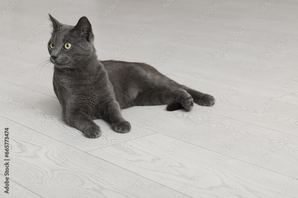 Cute British cat lying on floor