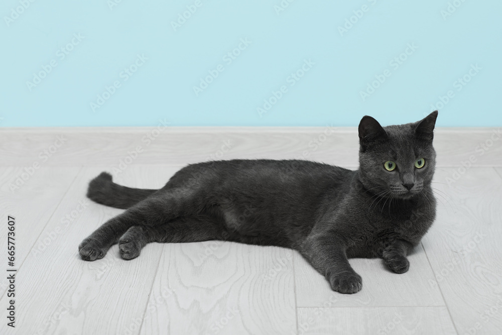 Cute British cat lying on floor near blue wall