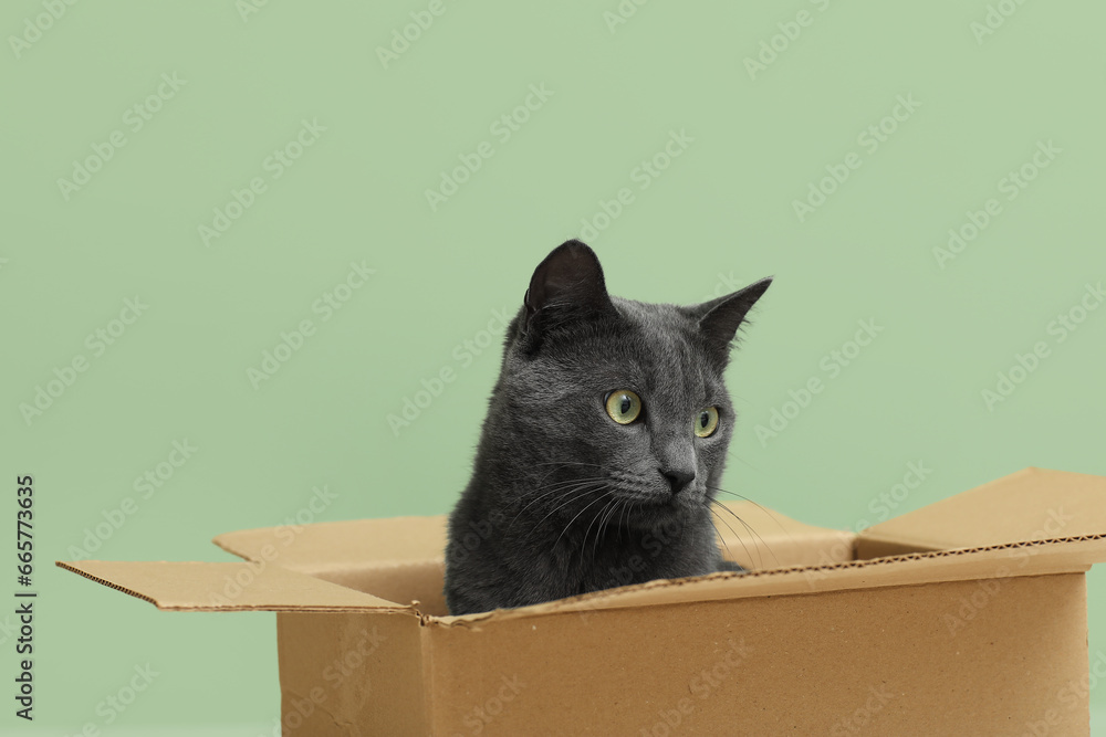 Cute British cat sitting in box on green background