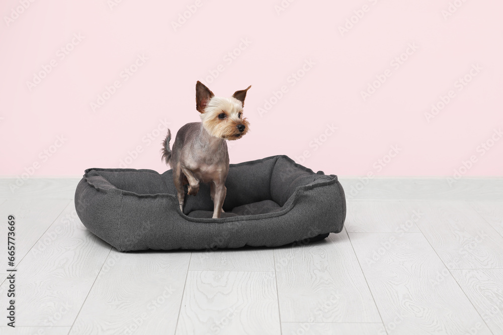 Cute small Yorkshire terrier dog sitting in pet bed on floor near pink wall