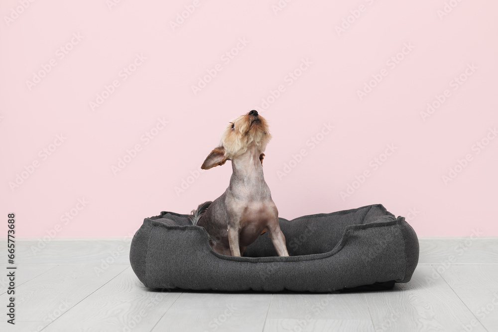 Cute small Yorkshire terrier dog sitting in pet bed on floor near pink wall