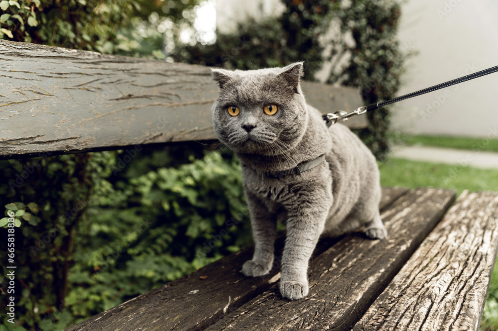 a beautiful gray cat of Scottish breed on a leash walks in nature. walking a pet. pet care.