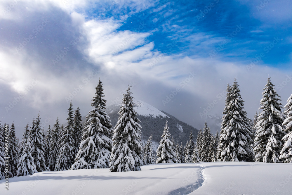 Snow-laden conifers in a wintery mountain glade with a trail etched through the snow. Winter mountains landscape