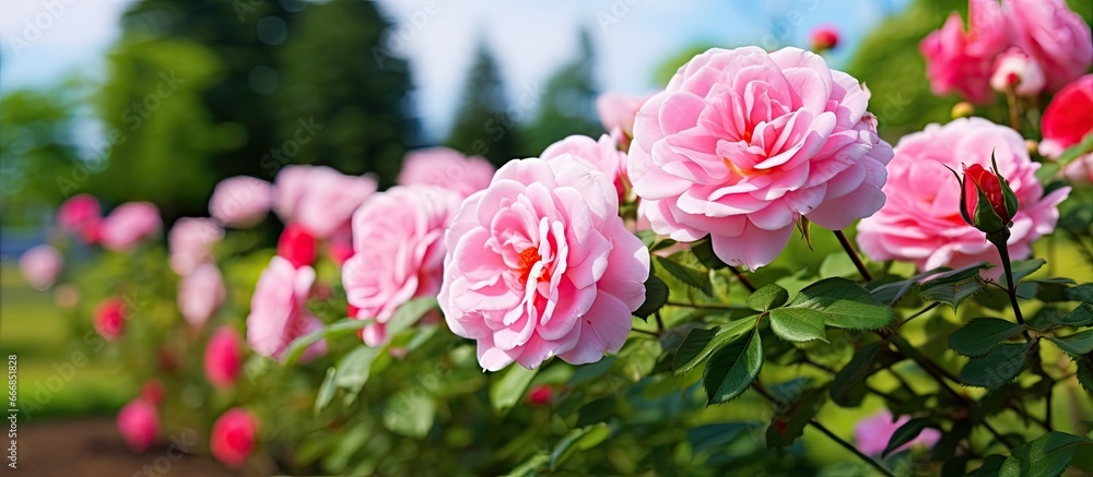 Canadian Prairie Joy rose shrub blooming in summer garden