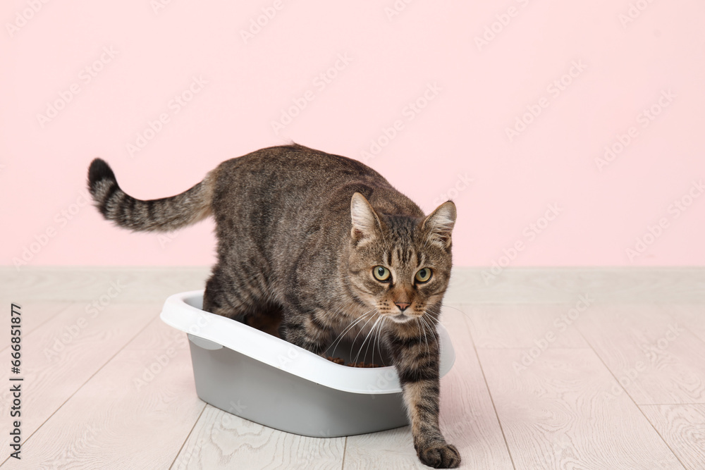 Cute cat in litter box near pink wall