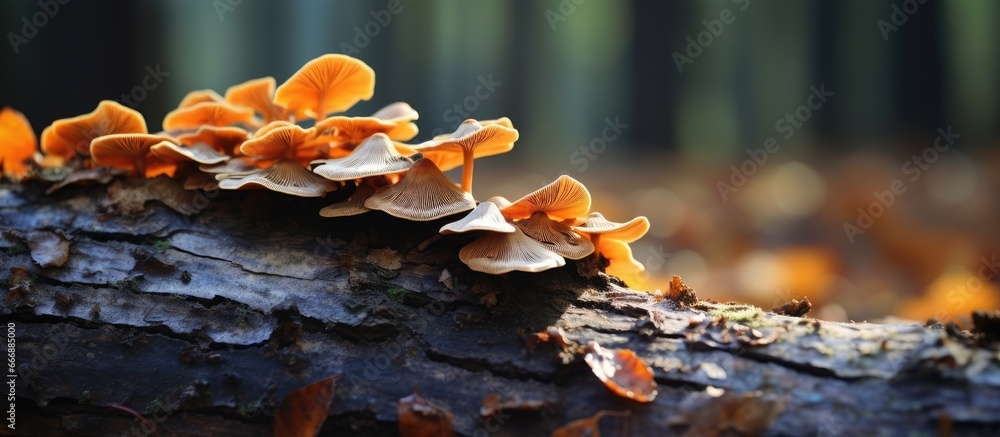 The Judas ear fungus on a deceased tree trunk during fall in the woods