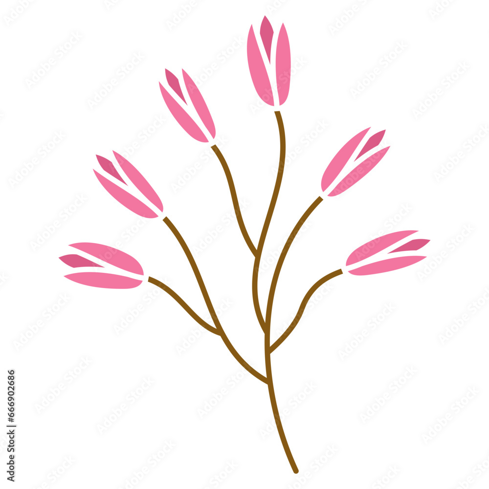 pink tulip flower plant