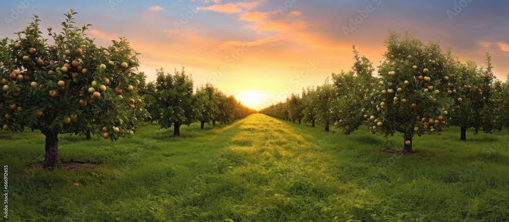 Apple orchard at sunrise with lined trees