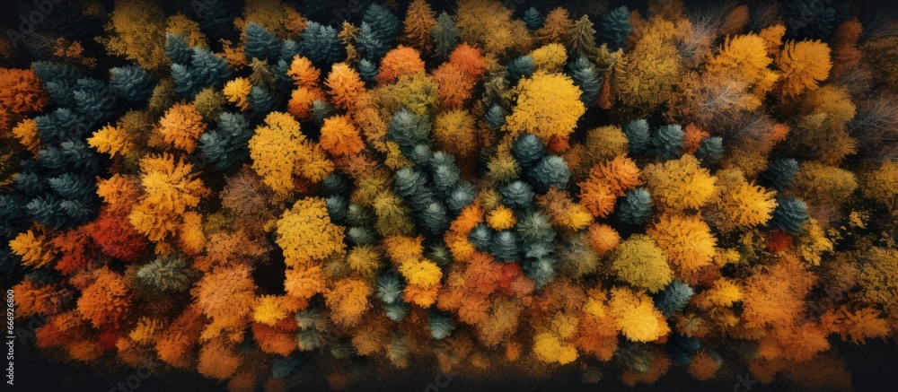 Aerial drone view of a fall forest