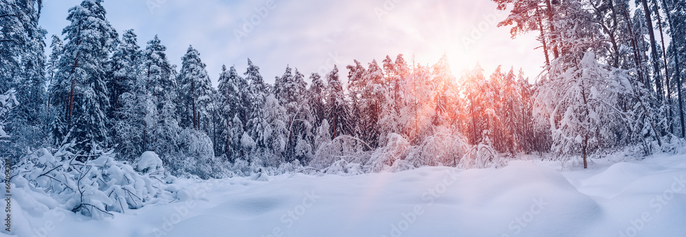 Beautiful background of the winter spruce forest in the evening.