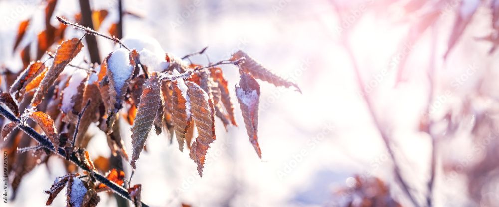 A tree branch with leaves covered with snow in the forest on a sunny day