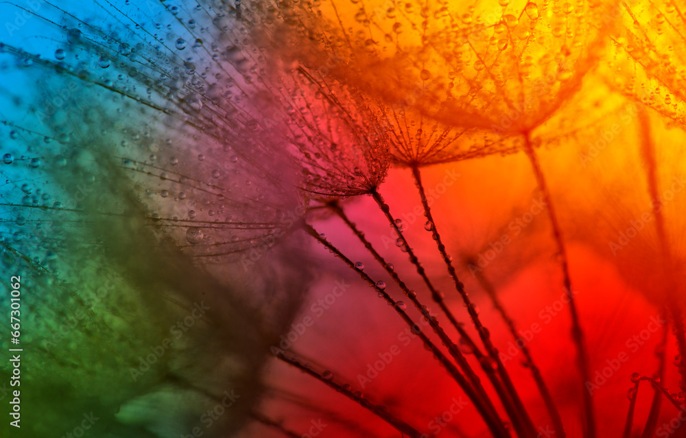 flower fluff, dandelion seeds with dew dop - beautiful macro photography with abstract bokeh background