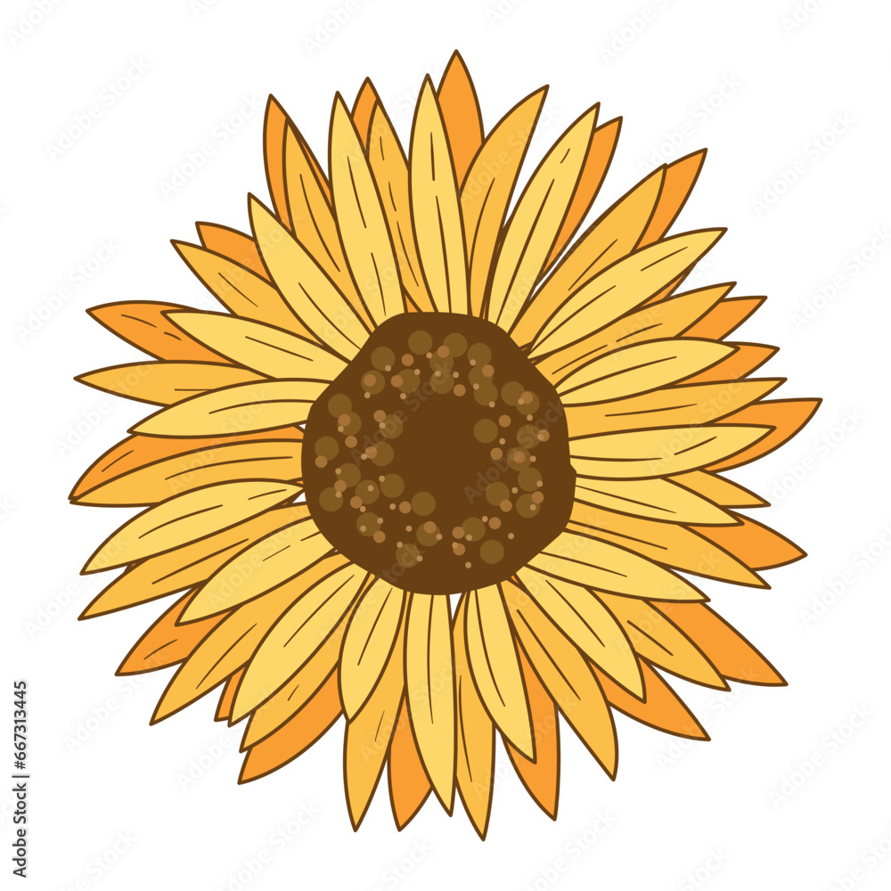 Yellow sunflower on white background