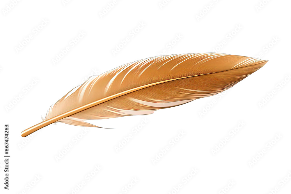 Feather Isolated