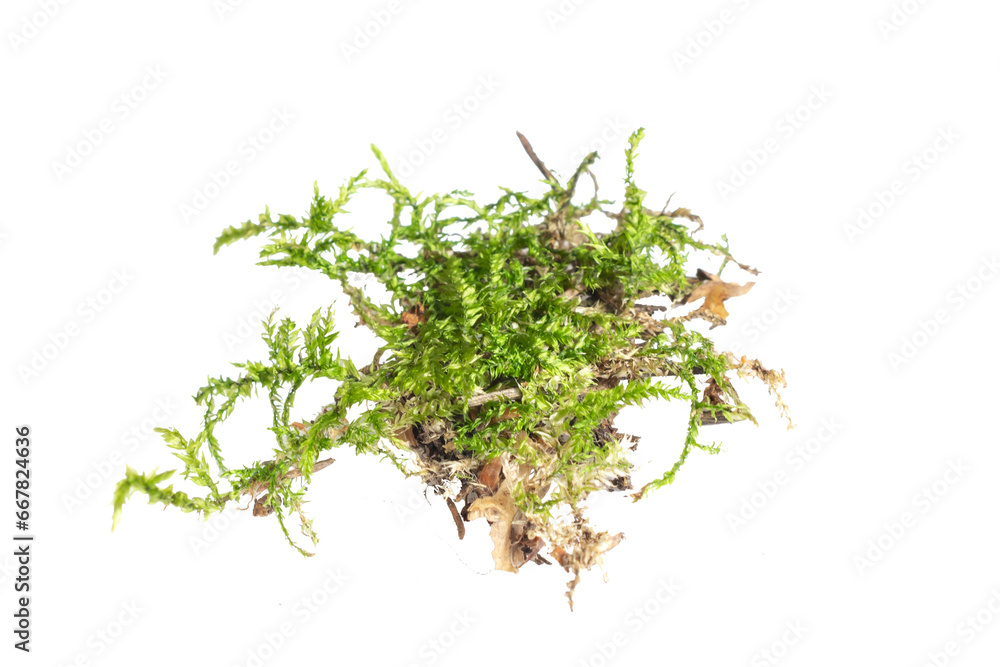 green moss on a white isolated background