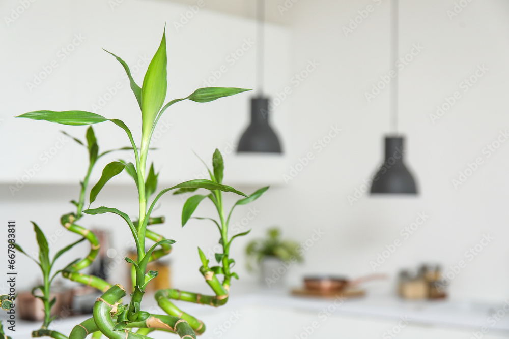 Green bamboo stems in kitchen, closeup