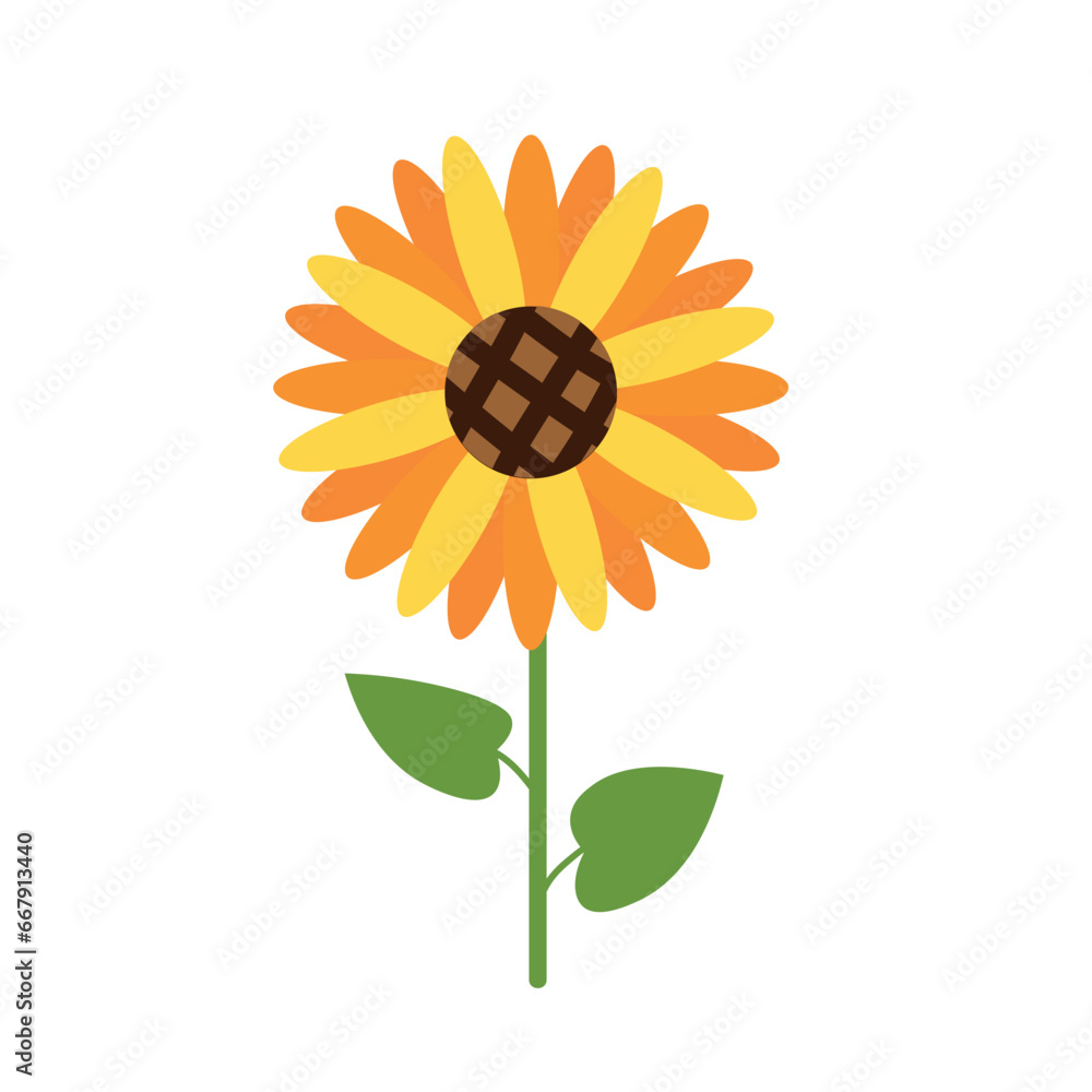 Beautiful sunflower on white background