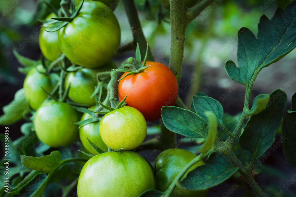 Branches with unripe tomatoes in greenhouse. Selective focus. Shallow depth of field.