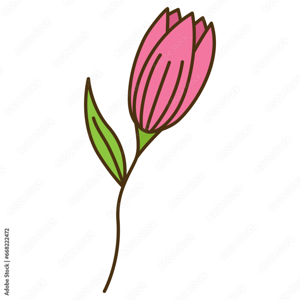 pink tulip flower  