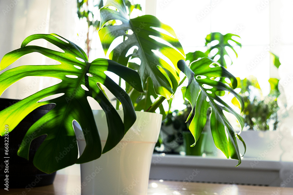 Monstera plant in a white pot on a white kitchen. The concept of minimalism. Monstera deliciosa leaves or Swiss cheese tropical leaf. Daylight, harsh shadows