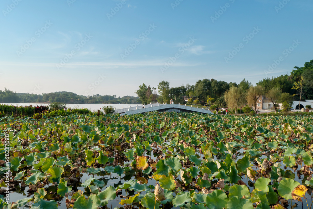 A pond and arch bridge filled with lotus flowers in the park