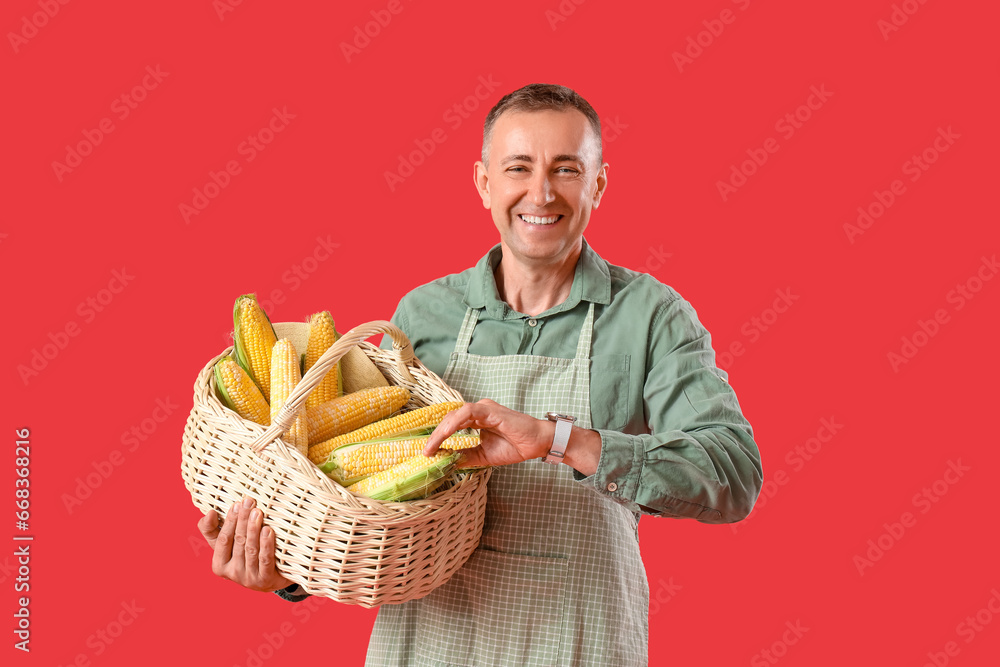 Mature male farmer with wicker basket full of ripe corn cobs  looking at watch on red background