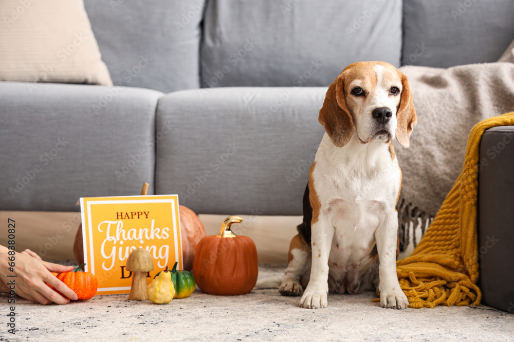 Cute Beagle dog with pumpkins and card for Thanksgiving Day at home