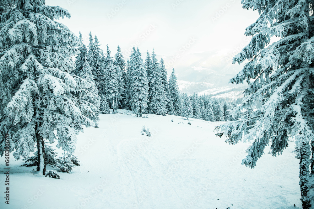 amazing winter landscape with snowy fir trees in the mountains