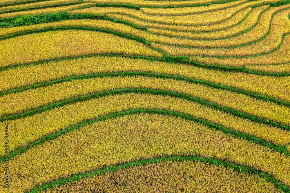 Aerial view of rice field or rice terraces , Sapa, Vietnam. Suoi Thau village