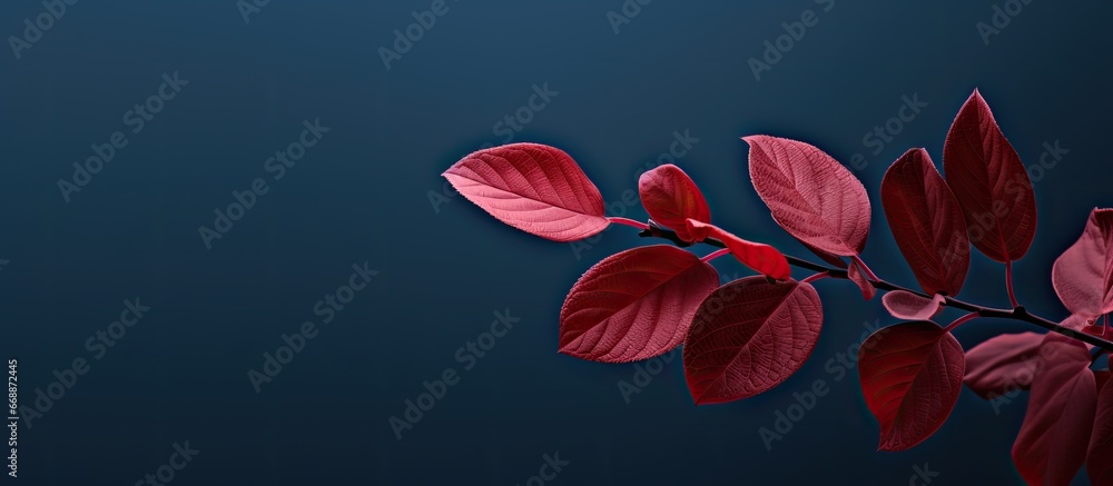 Plant with red leaves