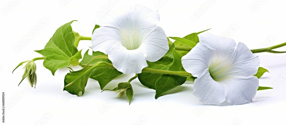 The lovely white morning glory bloom