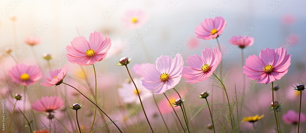 Cosmos flowers bloom in gardens