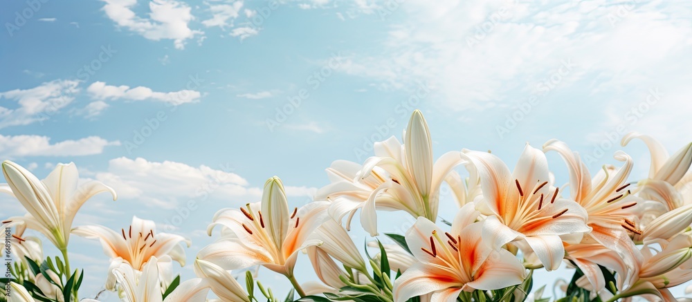 Lilies bloom under the sunny sky