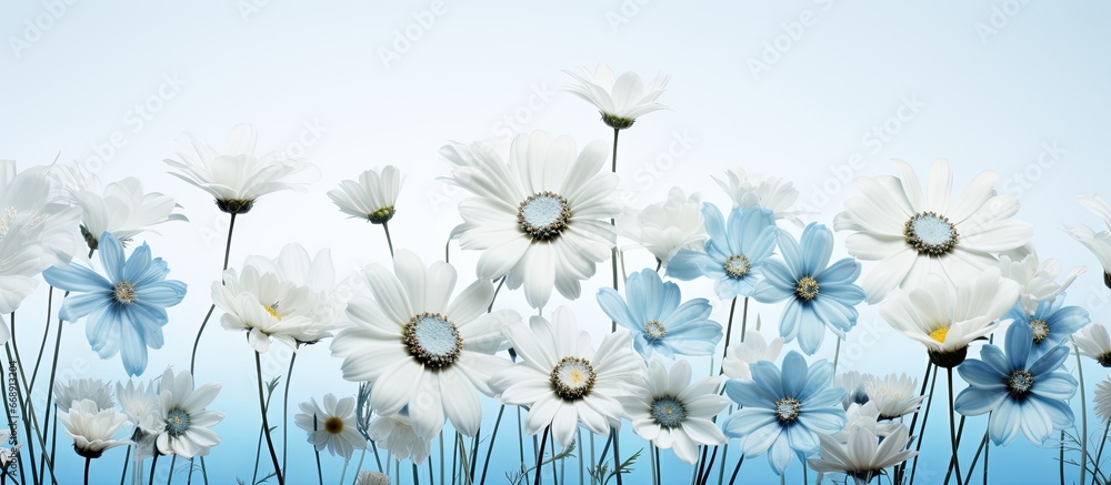 Blue and White Flowers