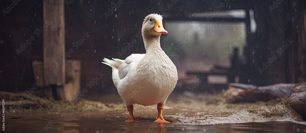 Farm duck