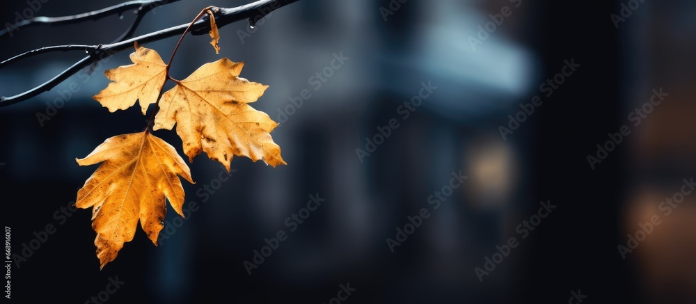 Autumn leaf on tree near old house Dark blurry focused Trendy