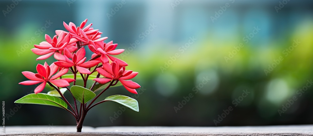 Red Ixora coccinea bud growing in garden