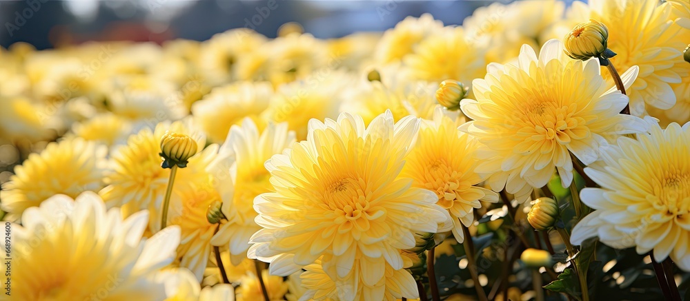 Farm chrysanthemum