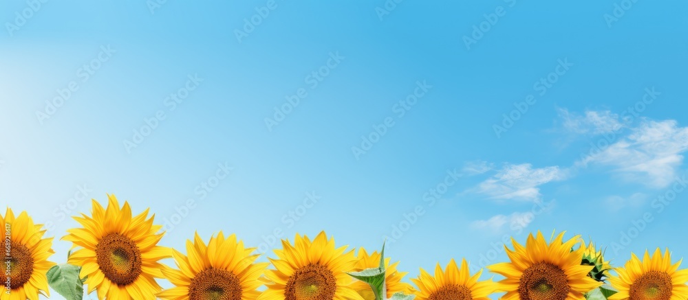 Blooming sunflowers under clear sky