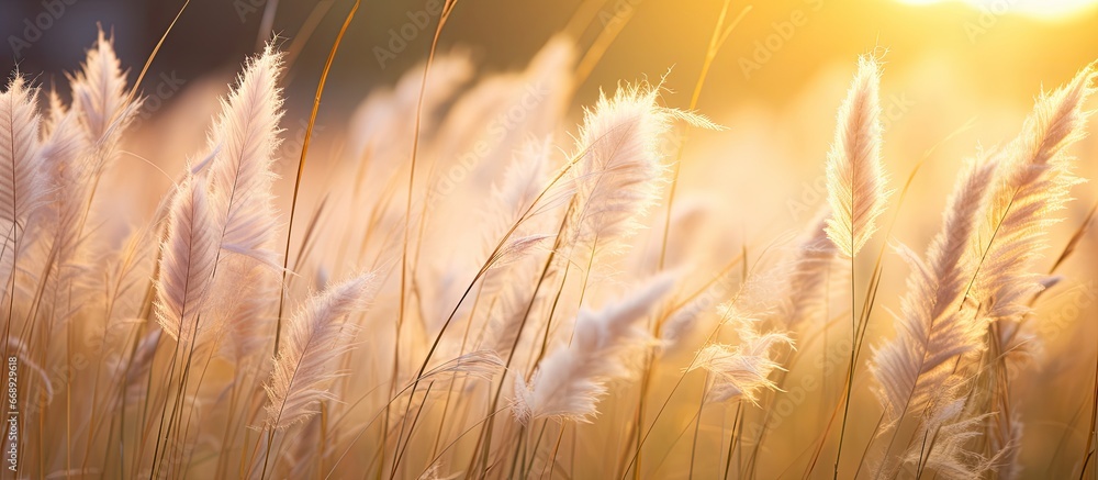 Wild flowers or Feather Grass in natural field setting