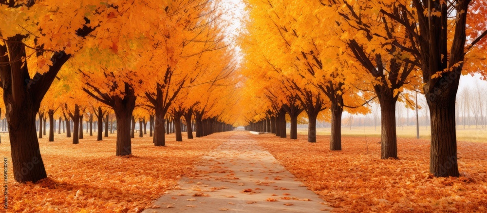 Stunning fall scenery Path with autumn foliage in park