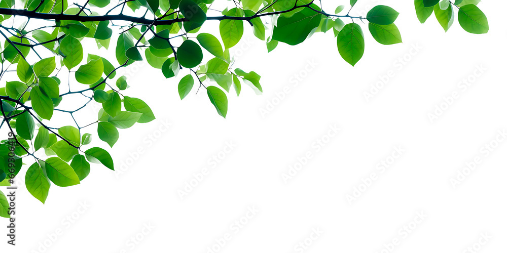 Branch with tree leaves with transparency, PNG format