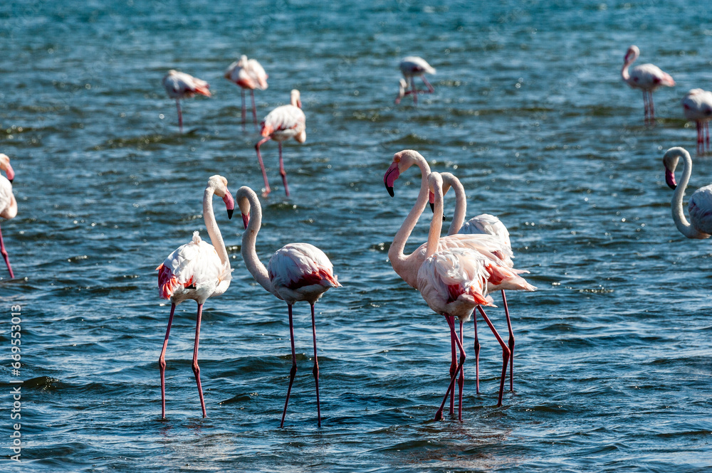 Greater Flamingos - Phoenicopterus roseus- along the shores of Walvis Bay, Namibia.