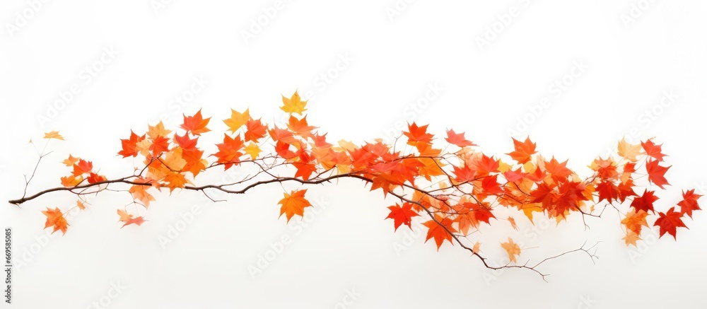 Fall season characterized by maple leaves turning color