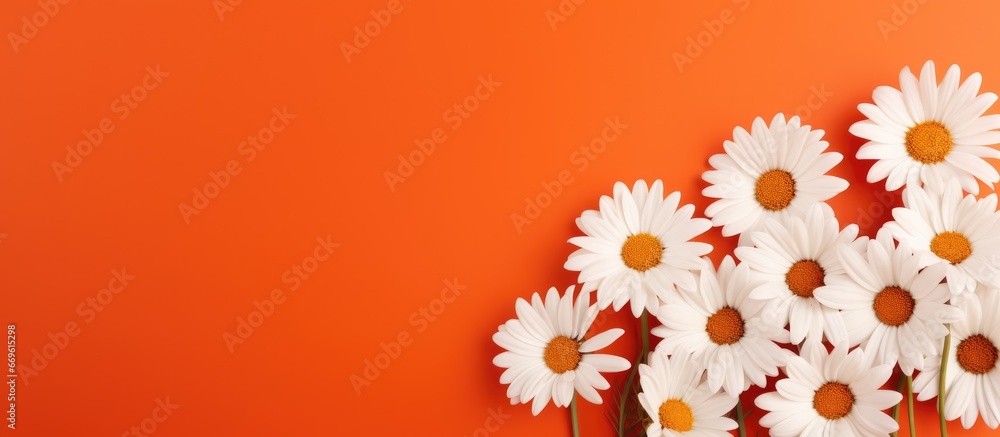 White daisies amidst a retro mix of red and orange