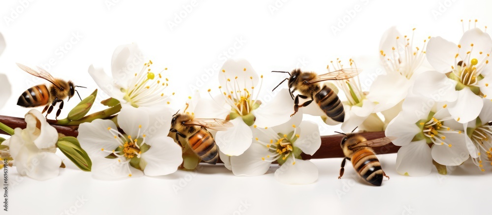 Bees photographed gathering pollen in white flowers